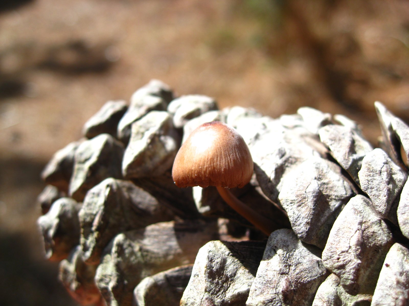 Fonds d'cran Nature Champignons 