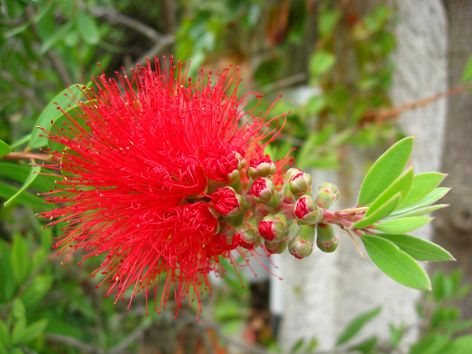 Fonds d'cran Nature Fleurs 