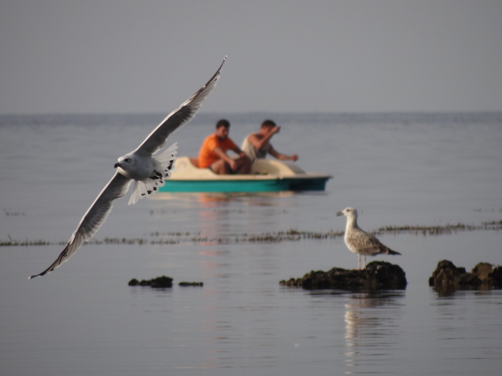 Fonds d'cran Animaux Oiseaux - Albatros 