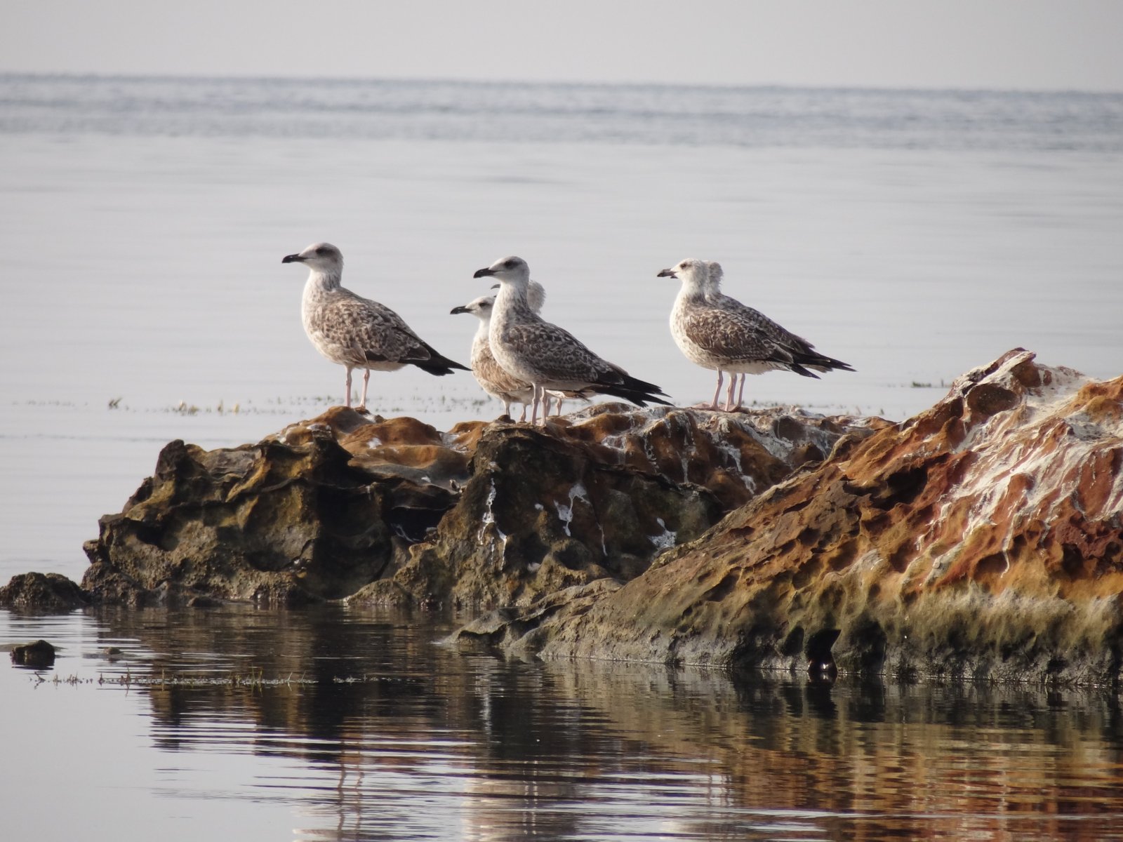 Fonds d'cran Animaux Oiseaux - Albatros 