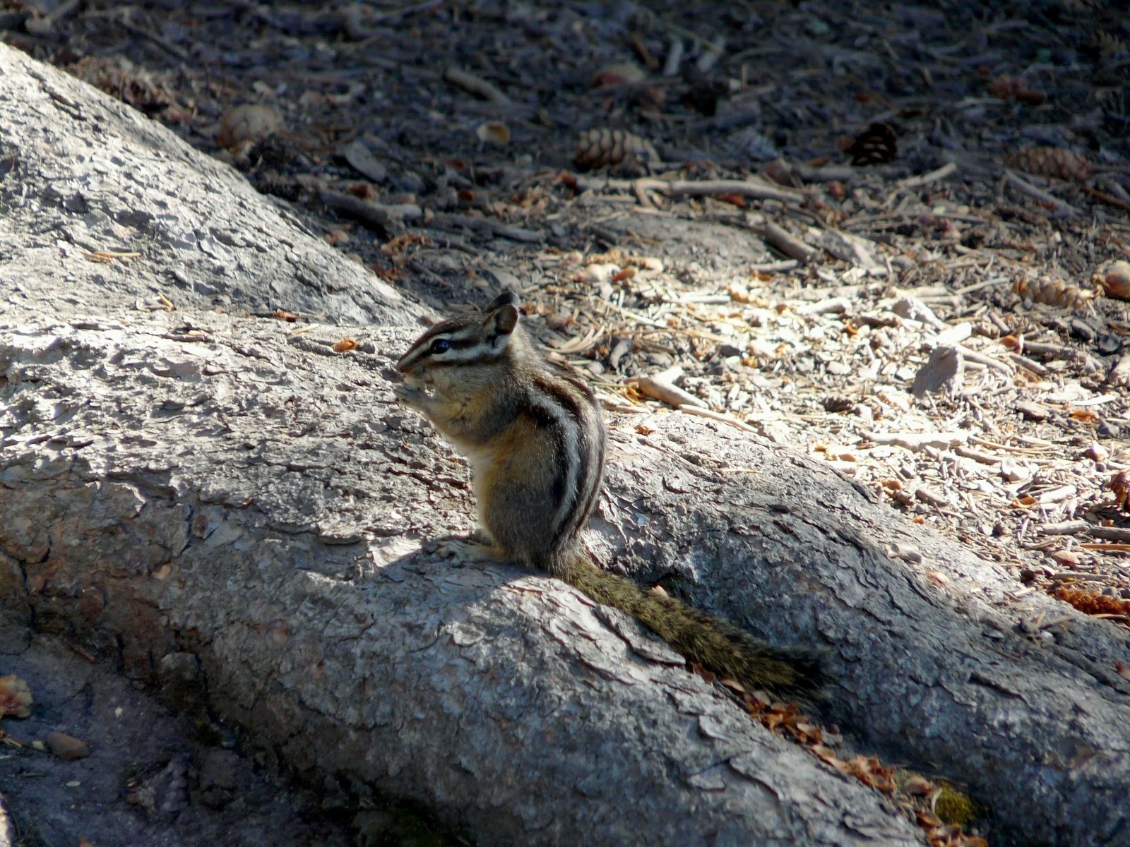 Wallpapers Animals Rodents - Squirrels 