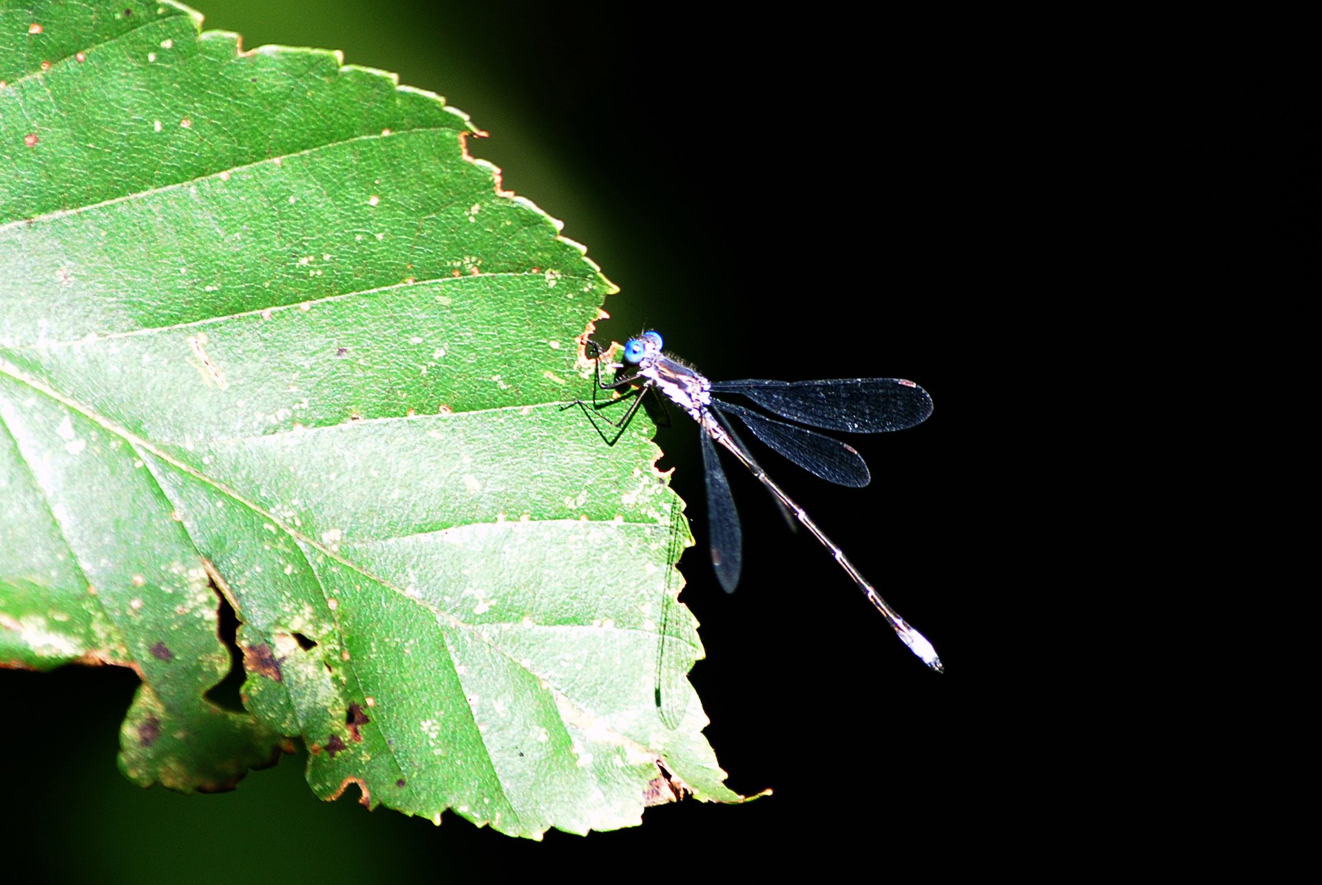 Fonds d'cran Animaux Insectes - Libellules Elle profite des dernières feuilles vertes.