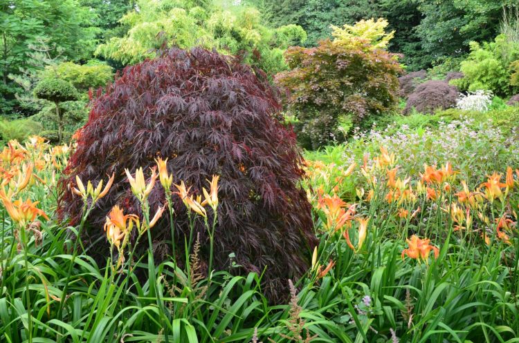 Wallpapers Nature Parks - Gardens parc botanique de haute bretagne 