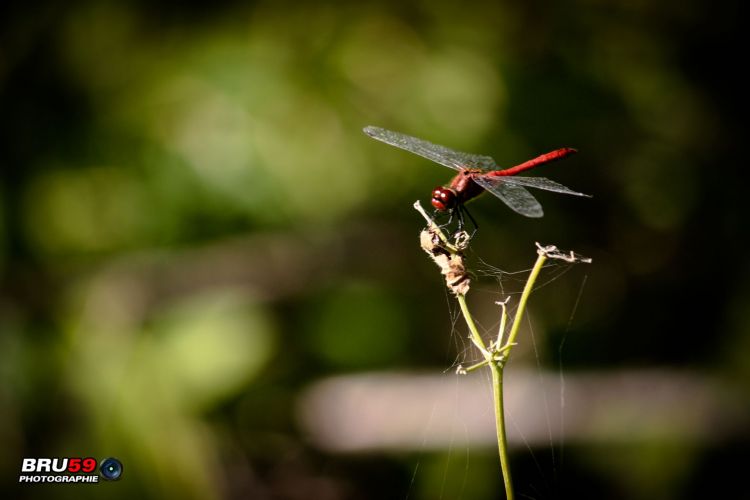 Wallpapers Animals Insects - Dragonflies Libellule rouge