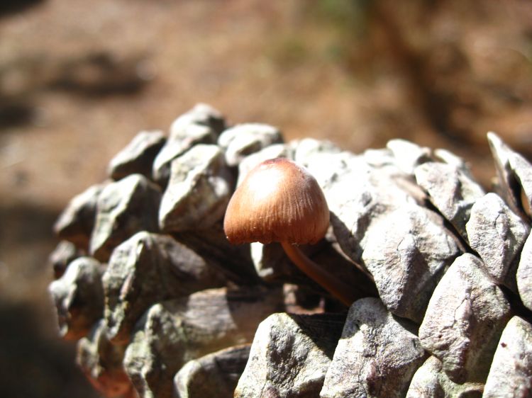 Fonds d'cran Nature Champignons Wallpaper N314645