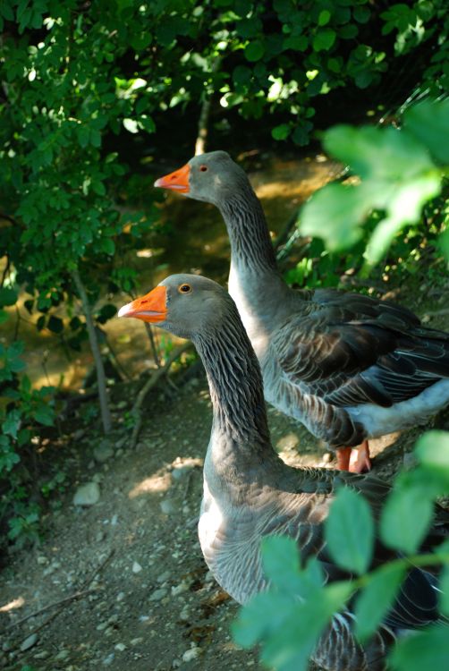 Fonds d'cran Animaux Oiseaux - Oies les gardiennes de la mare