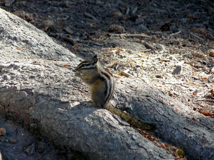 Wallpapers Animals Rodents - Squirrels Wallpaper N314664