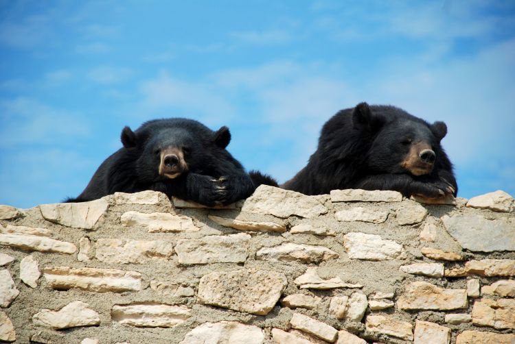 Fonds d'cran Animaux Ours Trop dure la vie !