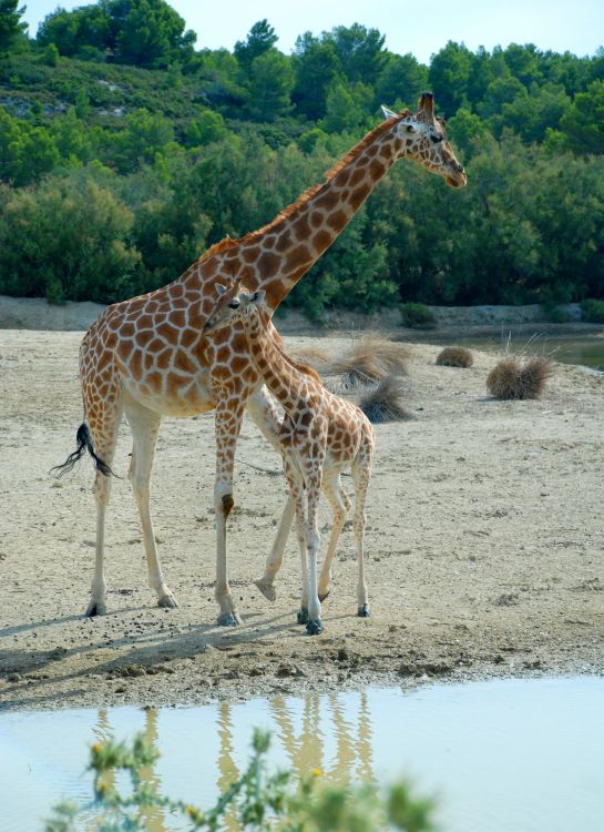 Wallpapers Animals Giraffes Petite famille en ballade