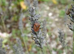  Animaux doriphore