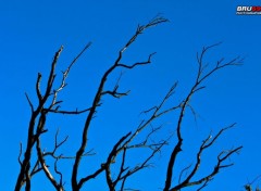  Nature Branches sans feuilles et ciel bleu