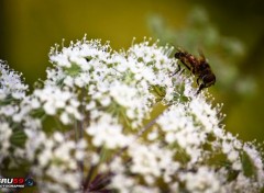  Animals Guepe sur fleurs blanches