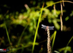  Animaux Libellule suspendue