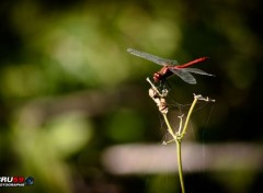  Animals Libellule rouge