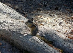  Animaux Image sans titre N314664