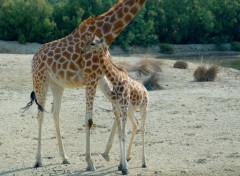  Animaux Petite famille en ballade