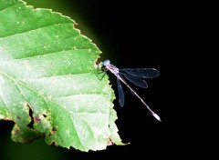  Animals Elle profite des dernières feuilles vertes.