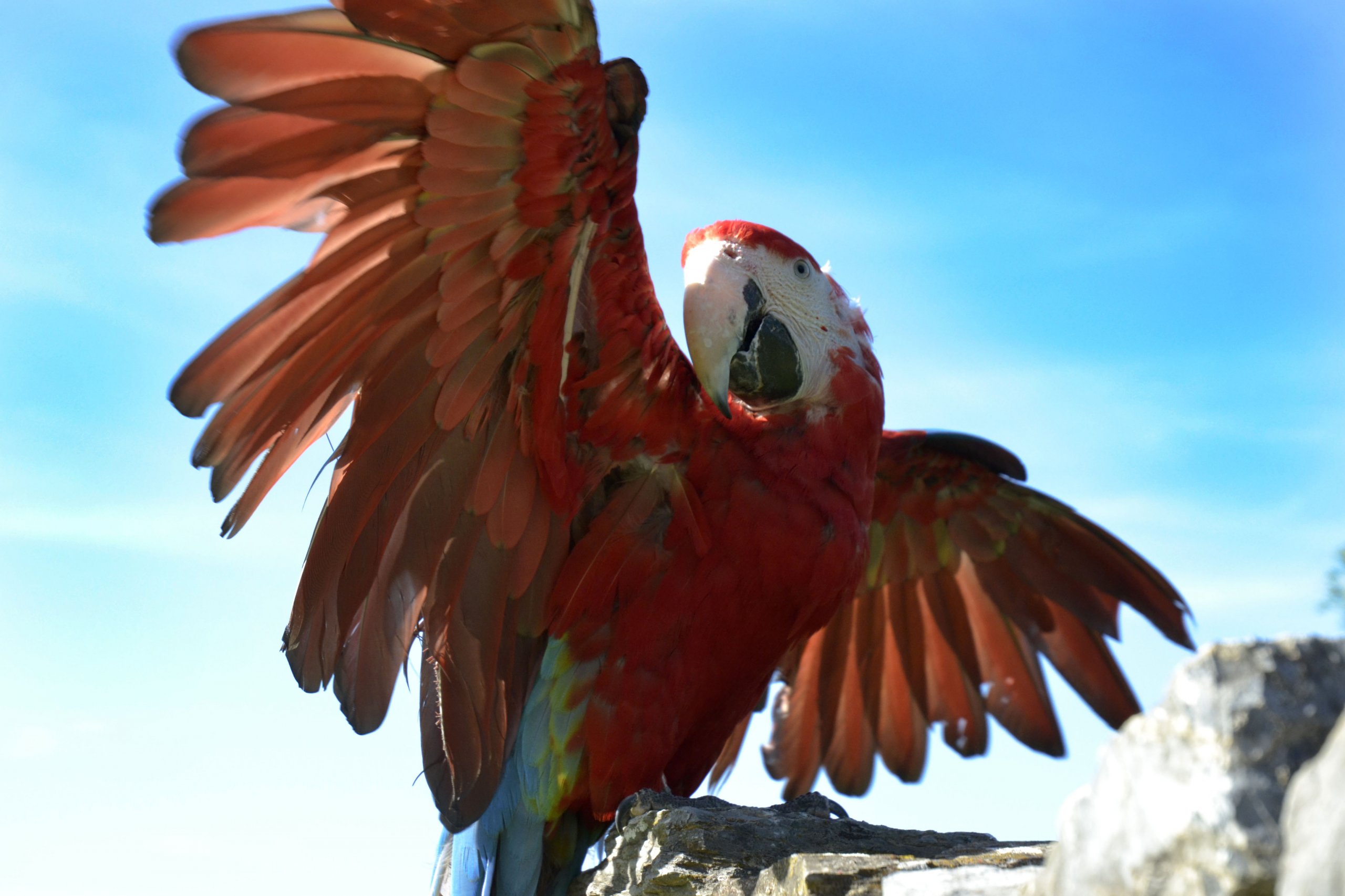 Fonds d'cran Animaux Oiseaux - Perroquets 