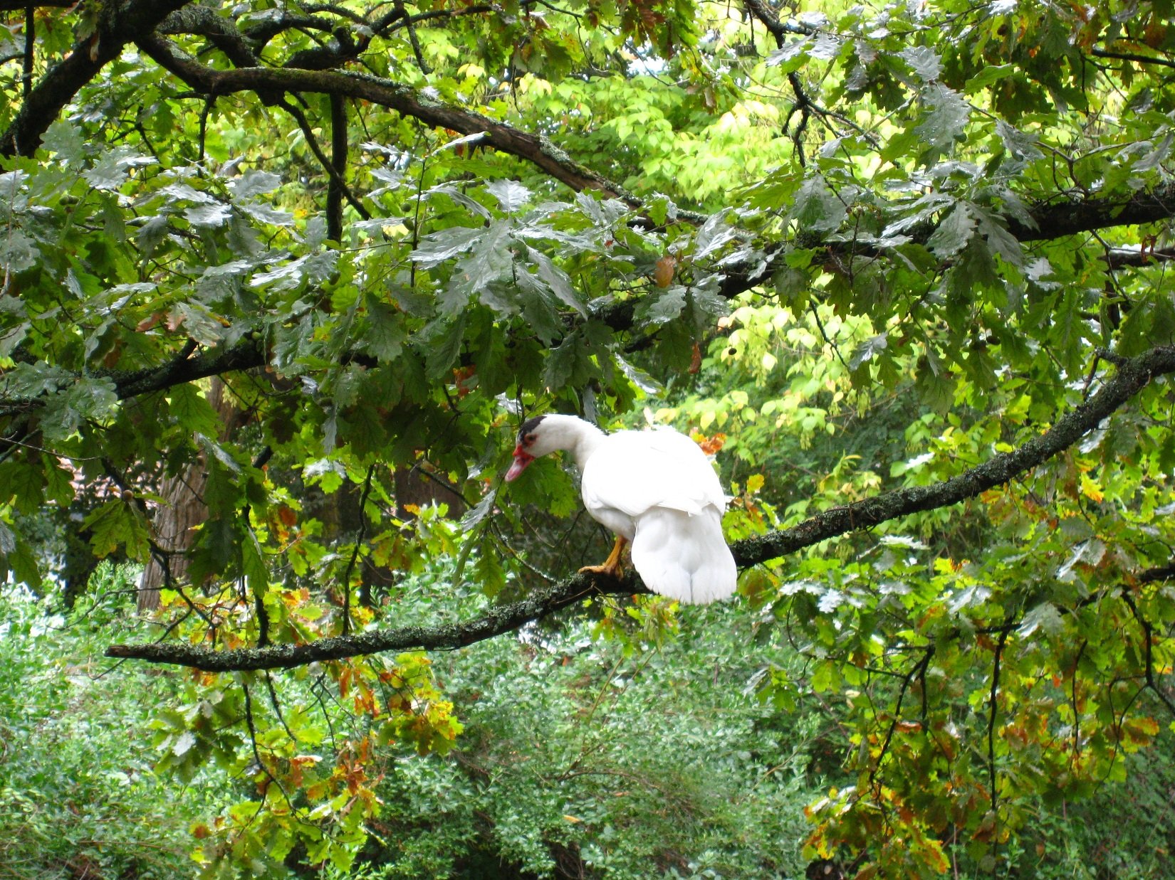 Wallpapers Animals Birds - Ducks 