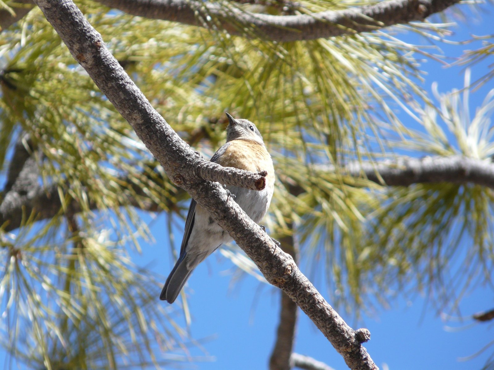 Wallpapers Animals Birds - Misc 