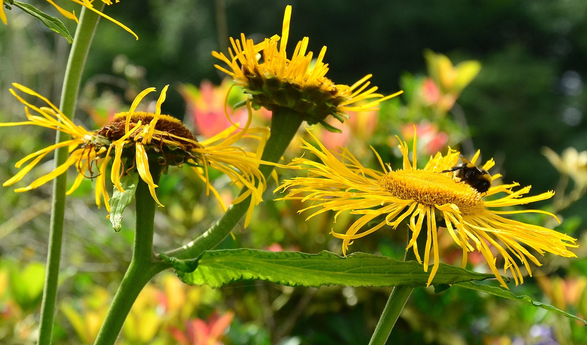 Wallpapers Nature Flowers 