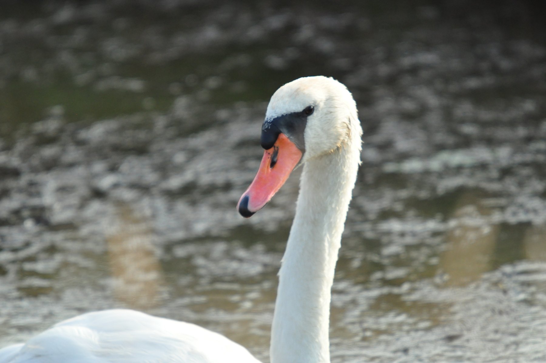 Wallpapers Animals Birds - Swans 