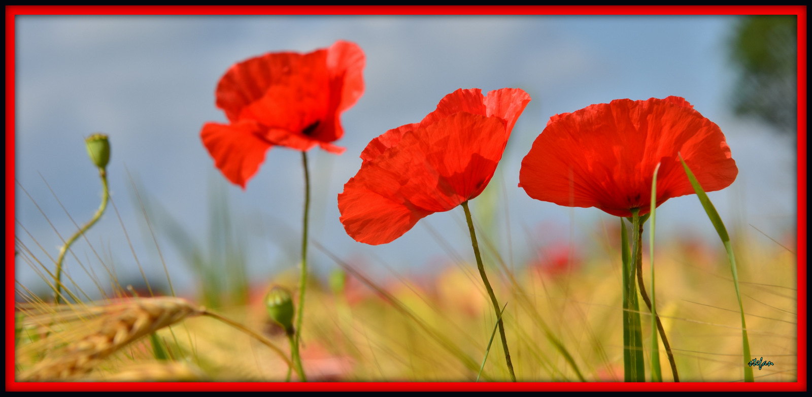 Fonds d'cran Nature Fleurs " un , deux, et trois. "