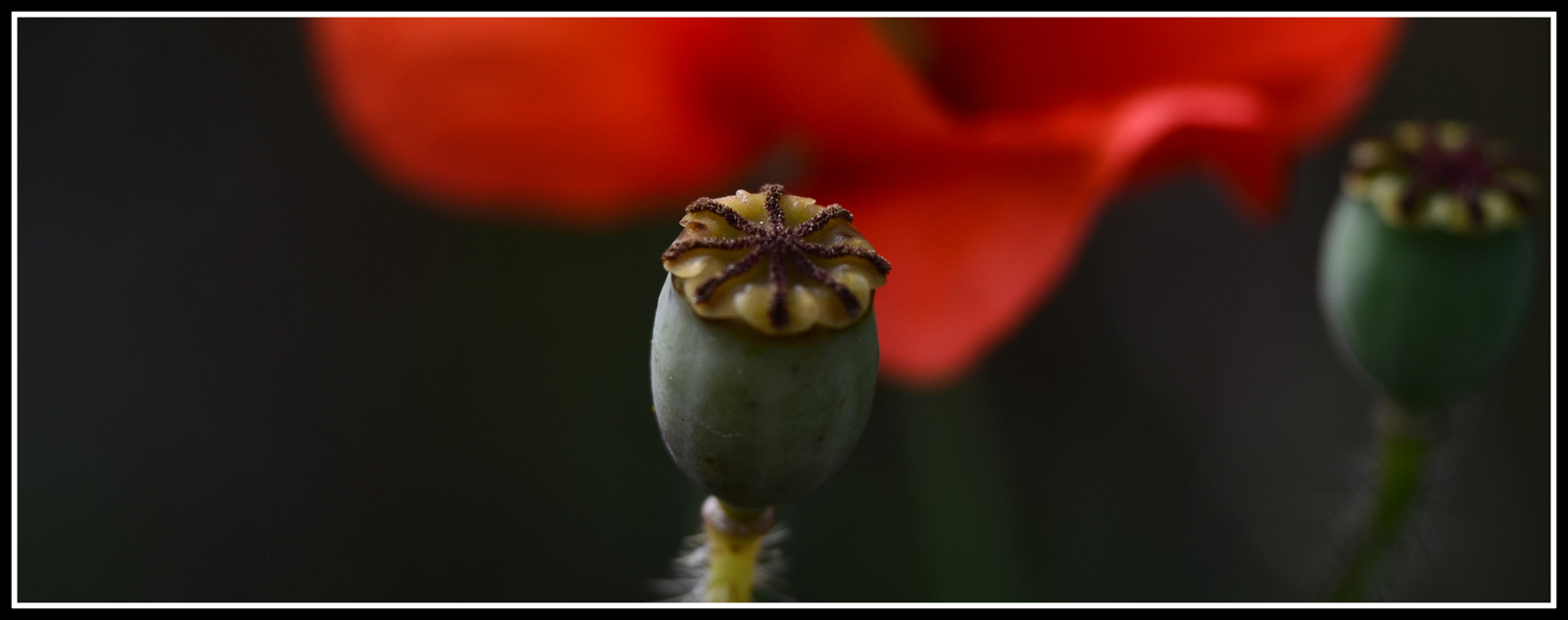 Fonds d'cran Nature Fleurs " avant les pétales "