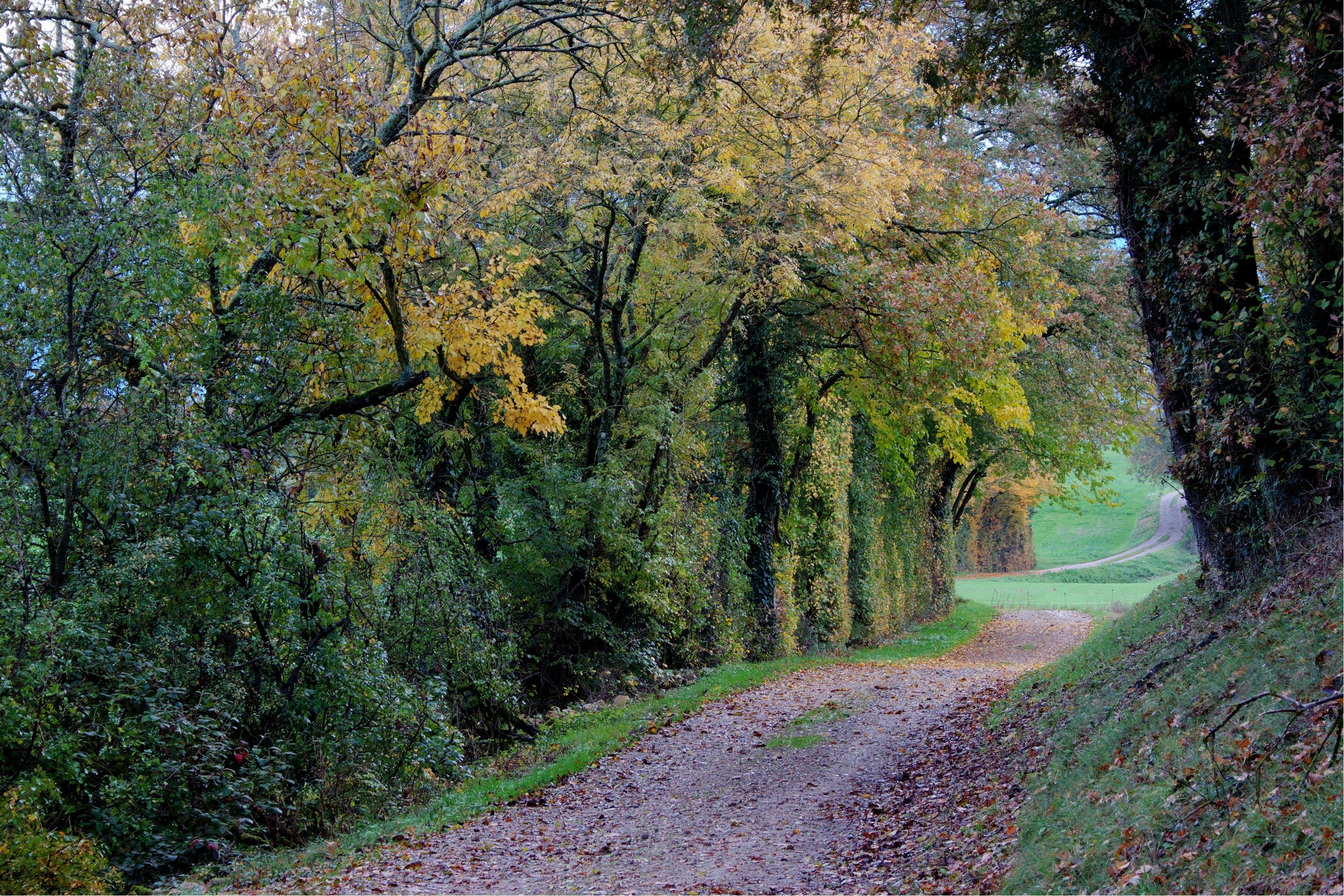 Wallpapers Nature Paths chemin d'autonme