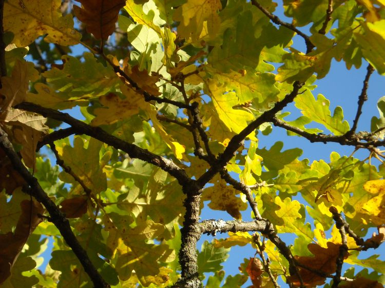 Fonds d'cran Nature Feuilles - Feuillages Paysages rels