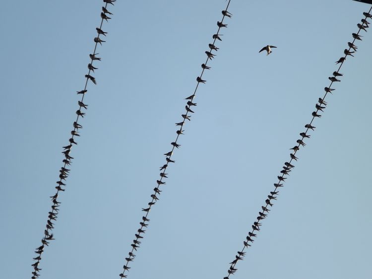 Fonds d'cran Animaux Oiseaux - Hirondelles rassemblement avant dpart