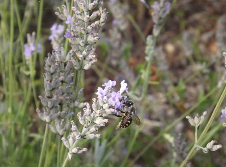 Fonds d'cran Animaux Insectes - Abeilles Gupes ... butinage