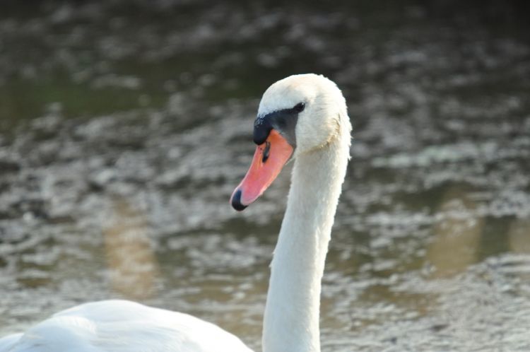 Wallpapers Animals Birds - Swans Wallpaper N314810