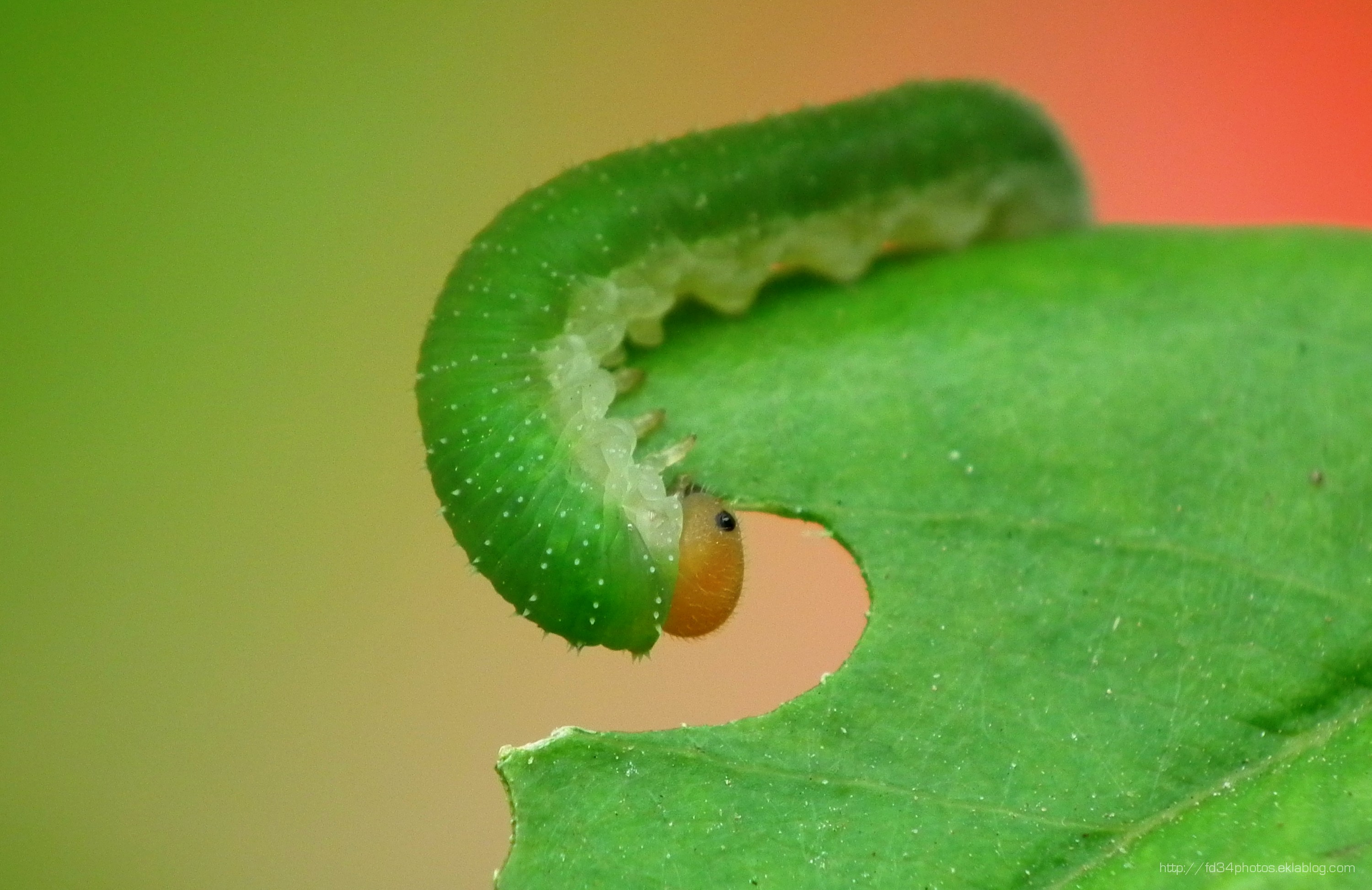 Wallpapers Animals Insects - Caterpillars 