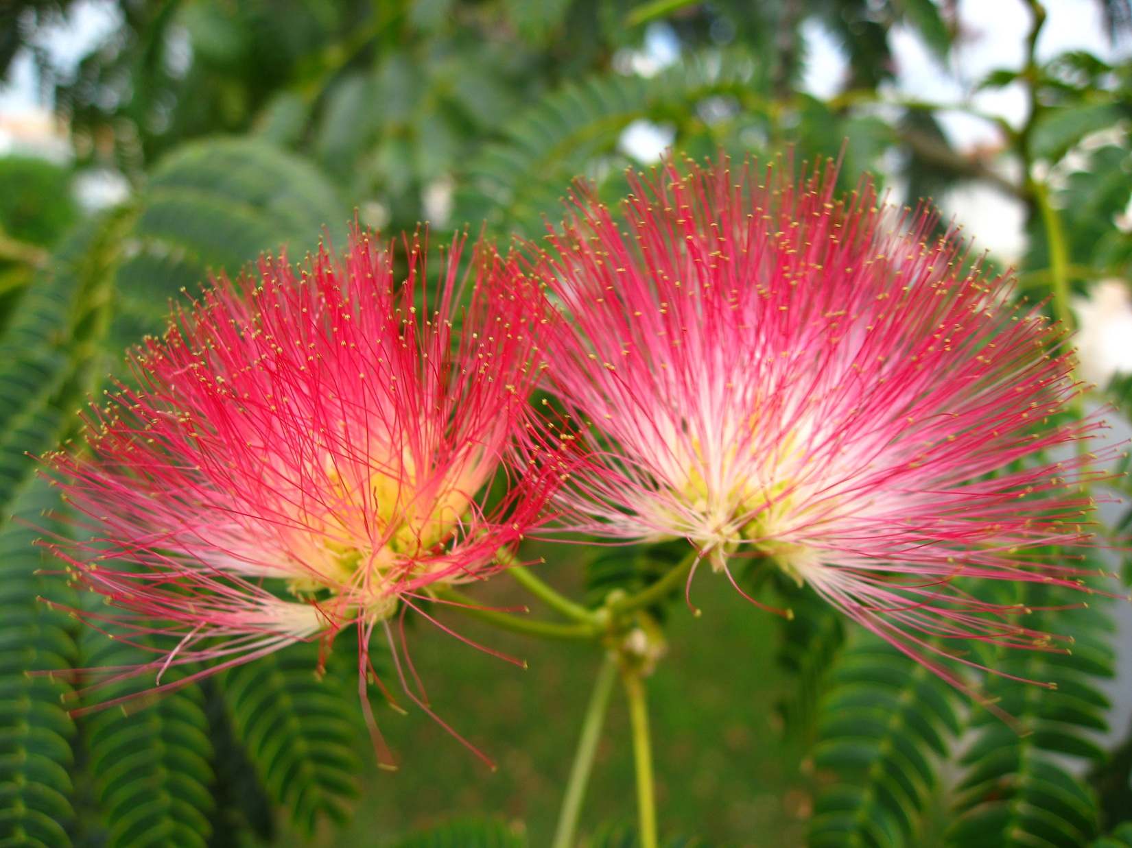 Fonds d'cran Nature Fleurs 