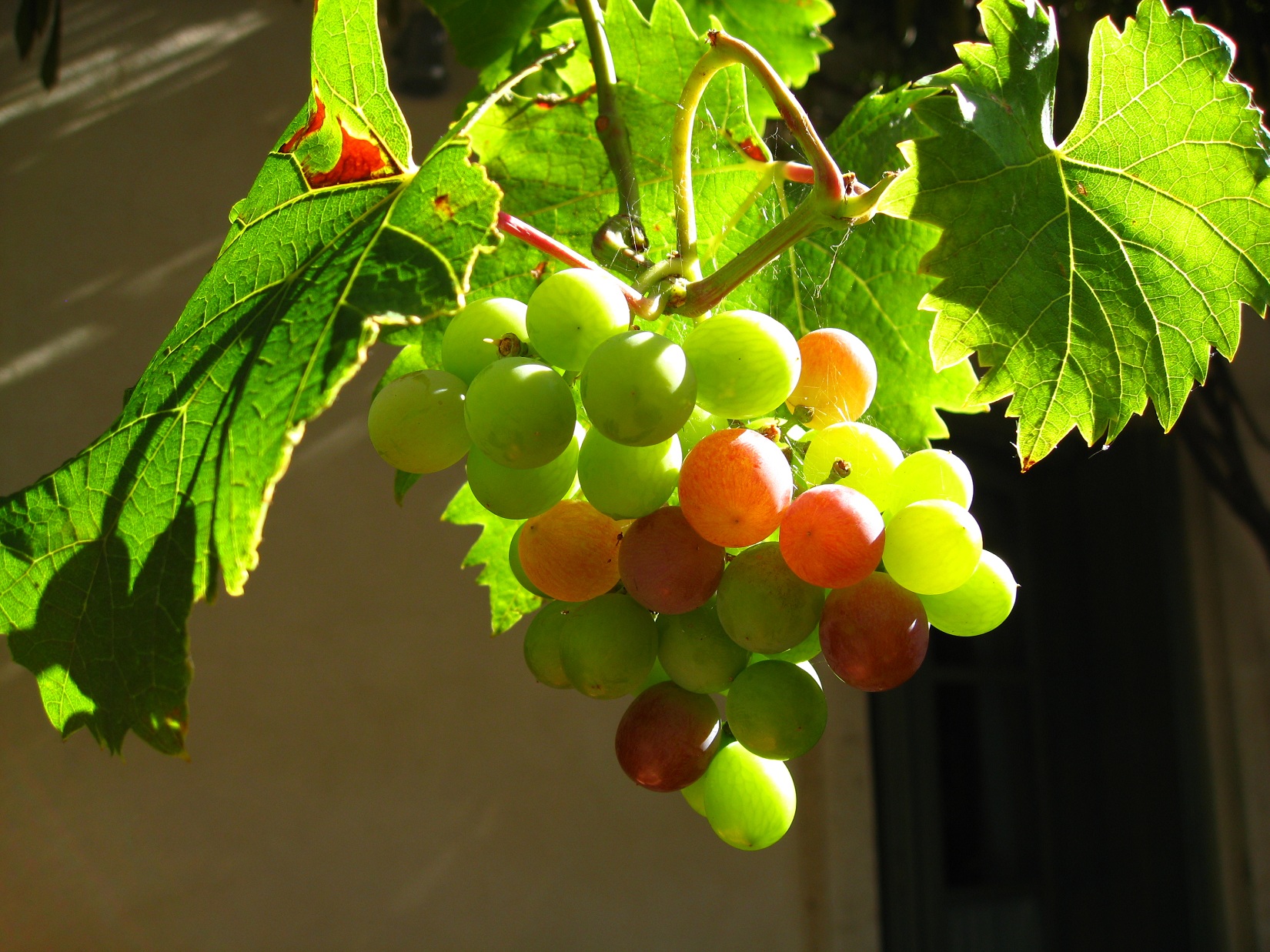 Fonds d'cran Nature Fruits 