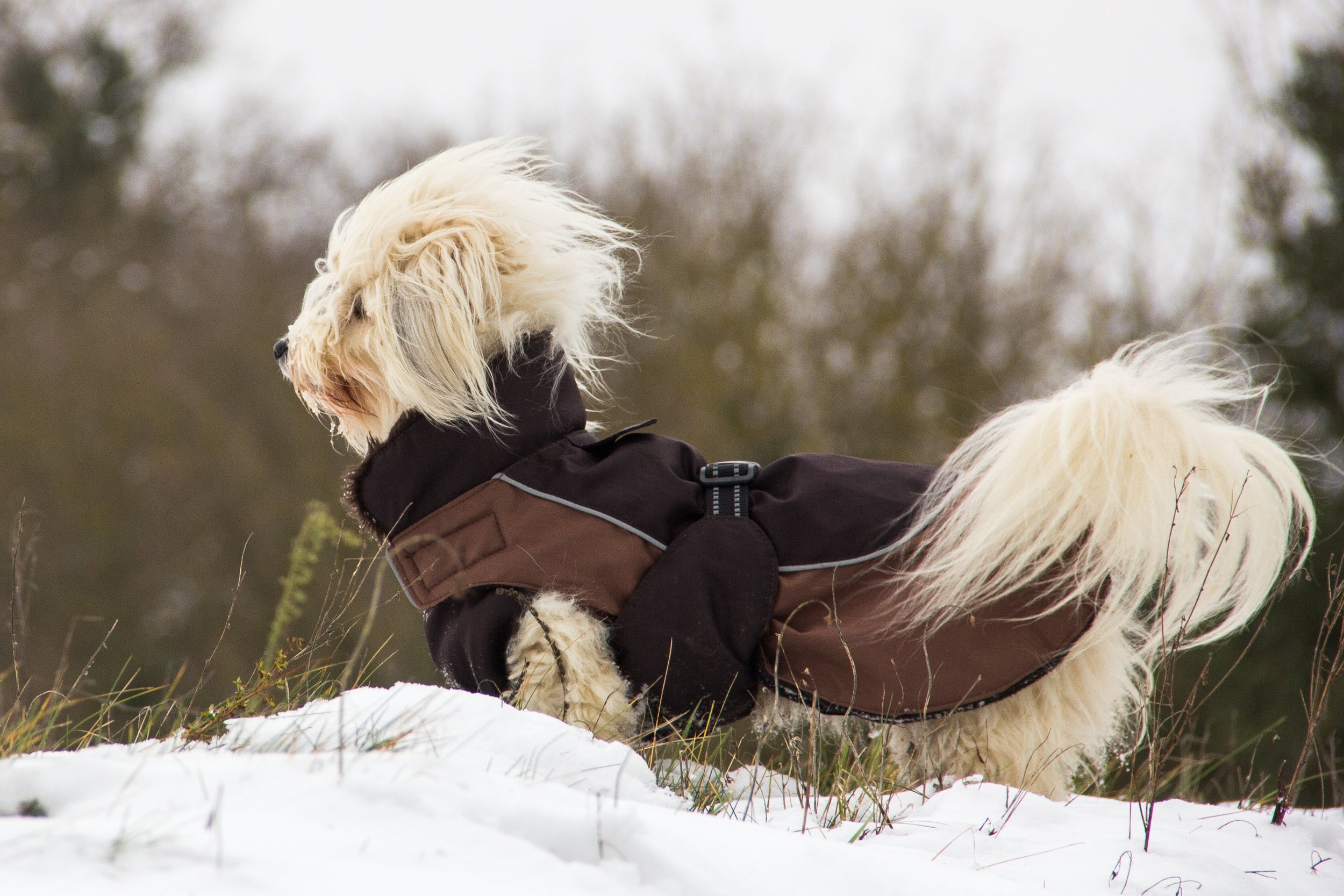 Fonds d'cran Animaux Chiens dans la neige