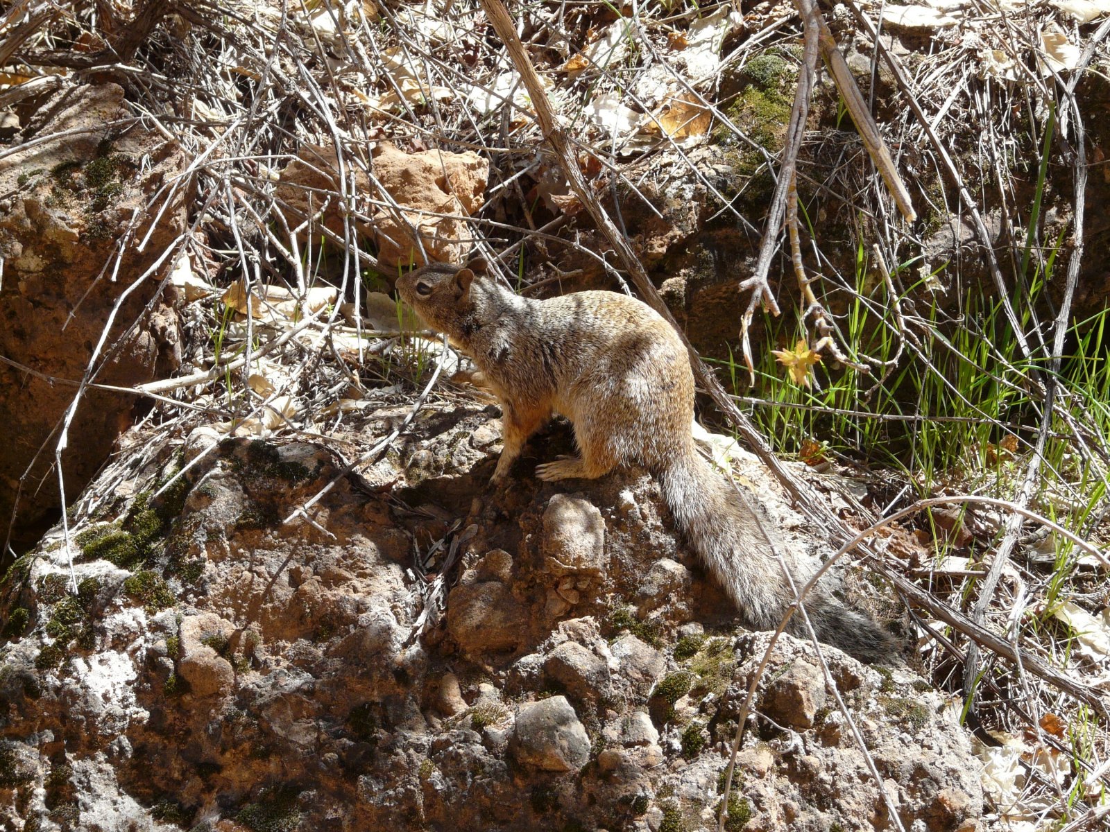 Wallpapers Animals Rodents - Squirrels 