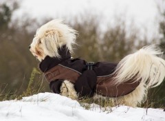  Animaux dans la neige