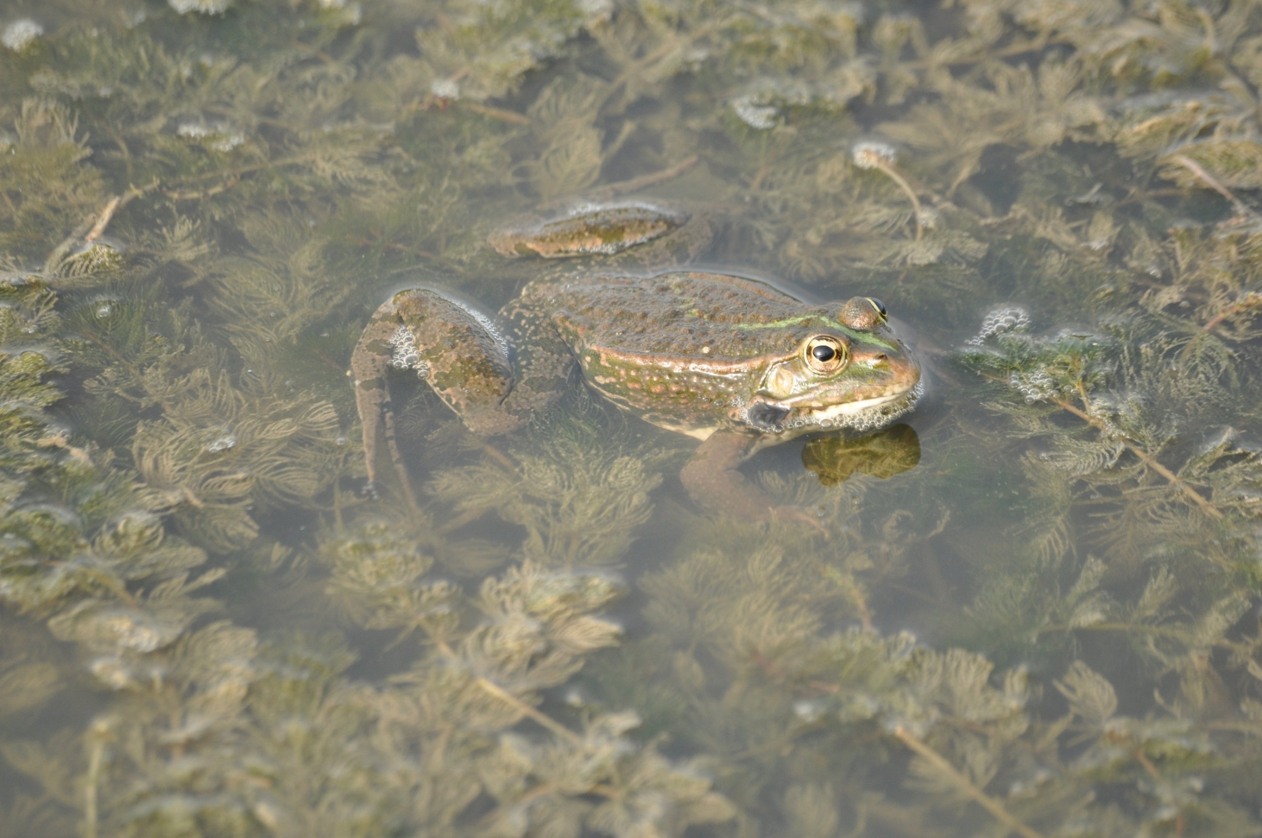 Wallpapers Animals Frogs - Toads 