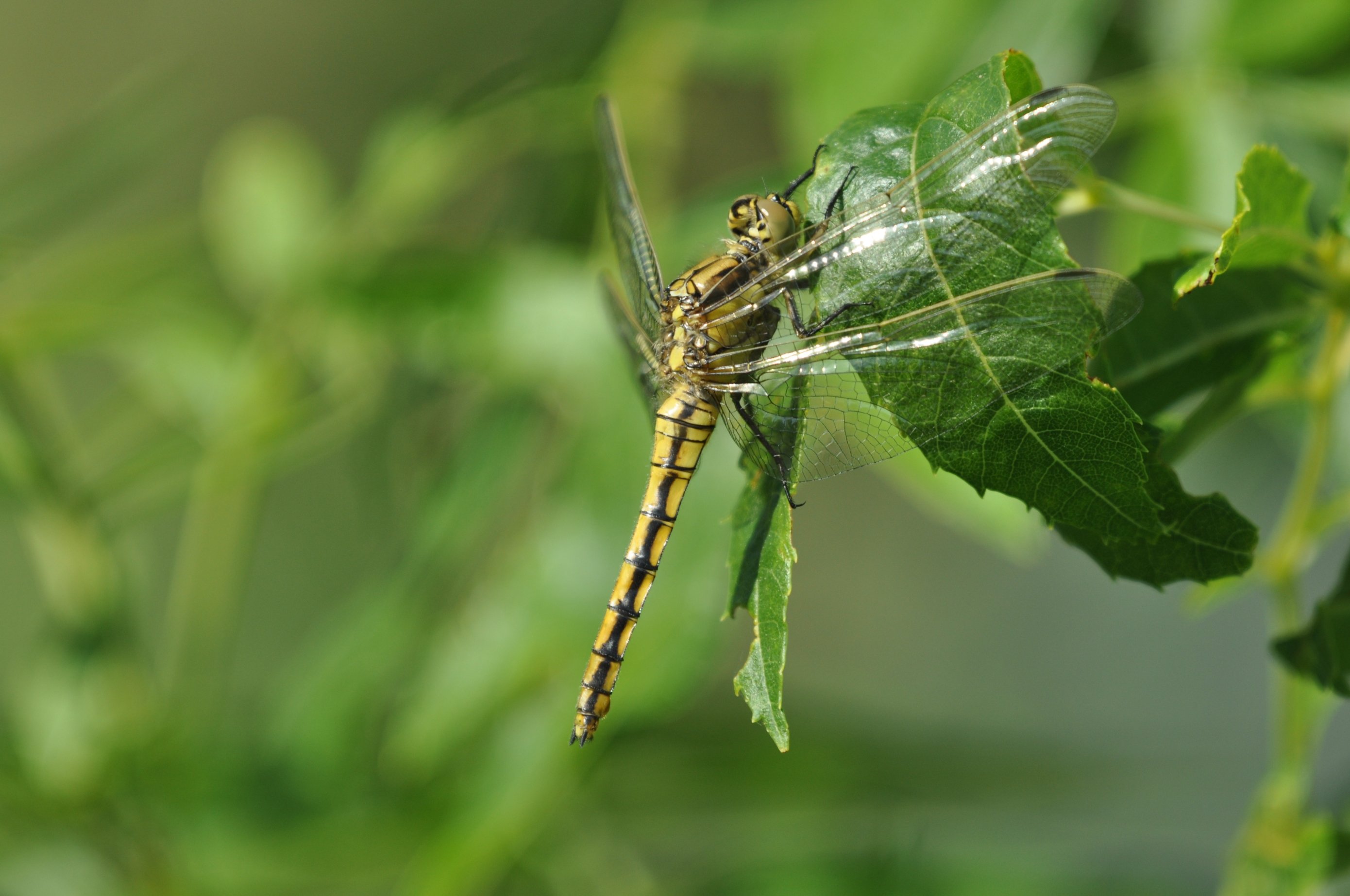 Wallpapers Animals Insects - Dragonflies Libellules