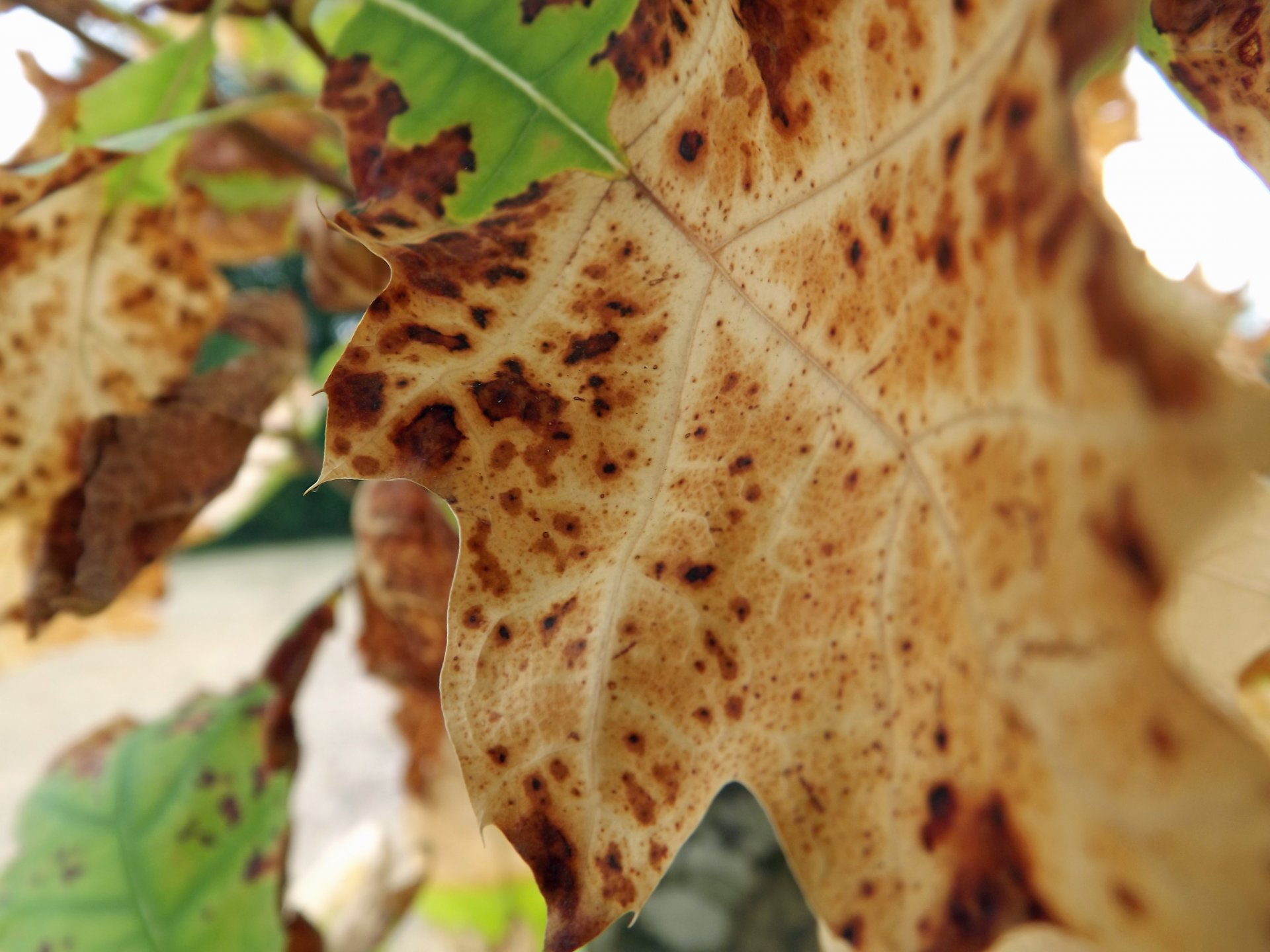 Fonds d'cran Nature Feuilles - Feuillages A l'approche de l'automne