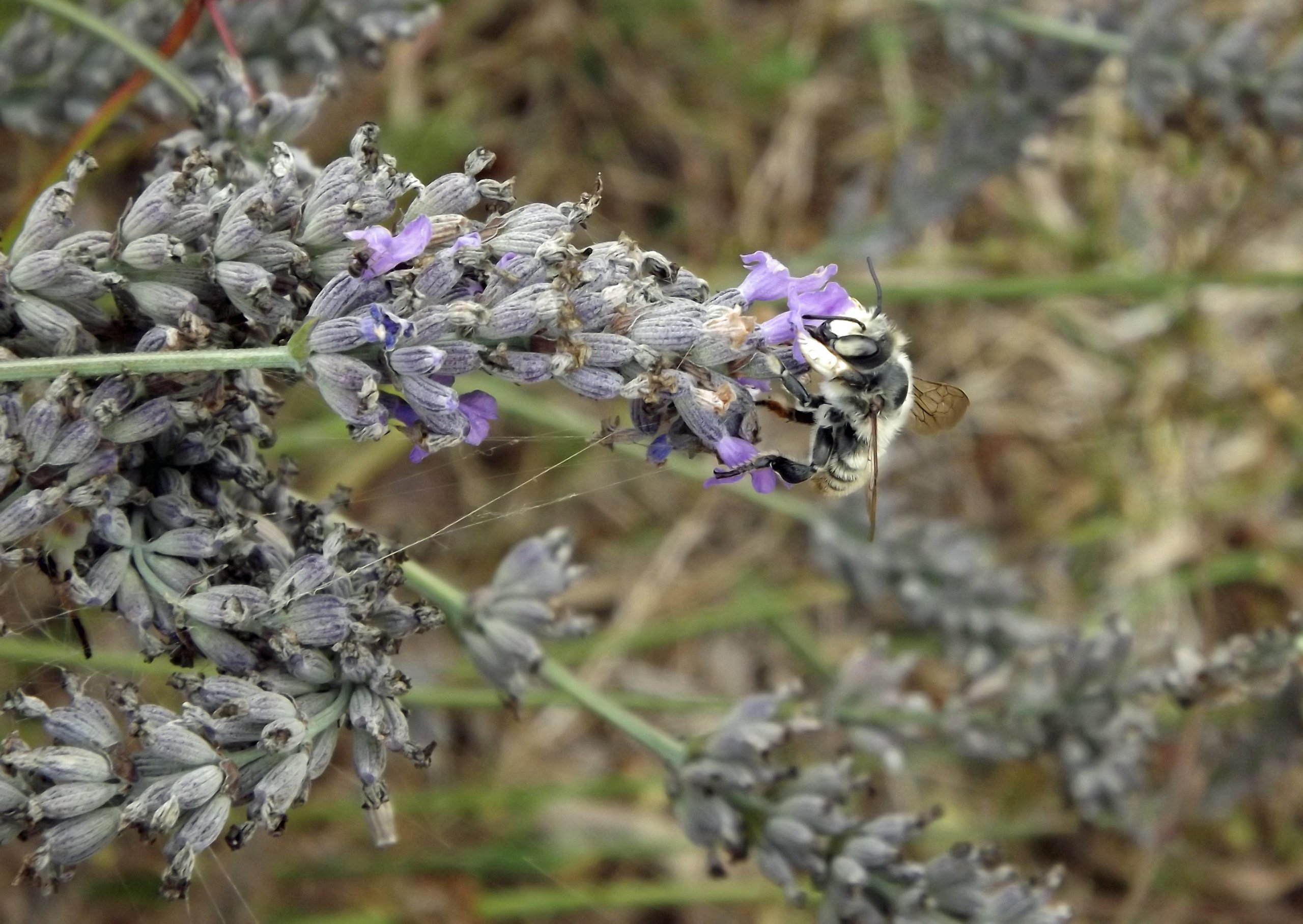 Fonds d'cran Animaux Insectes - Abeilles Gupes ... honey soon...