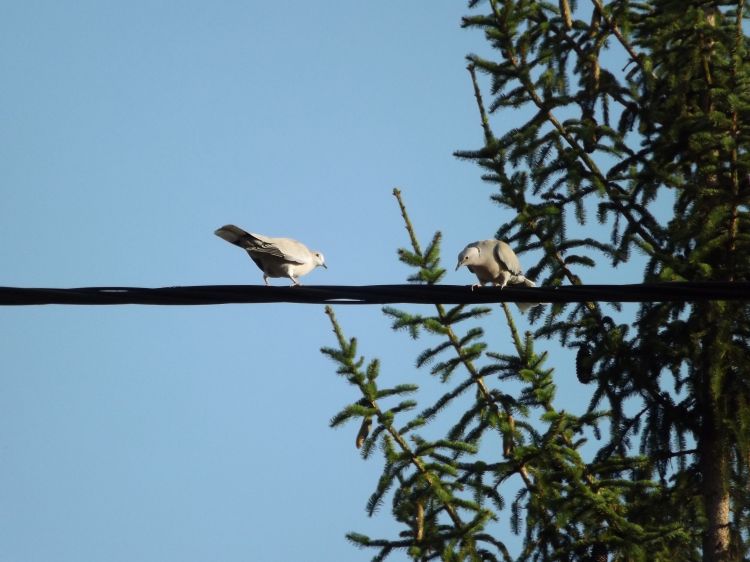 Wallpapers Animals Birds - Pigeons and Doves Duo sur un fil