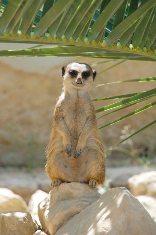 Fonds d'cran Animaux Suricates Tranquille la sentinelle !