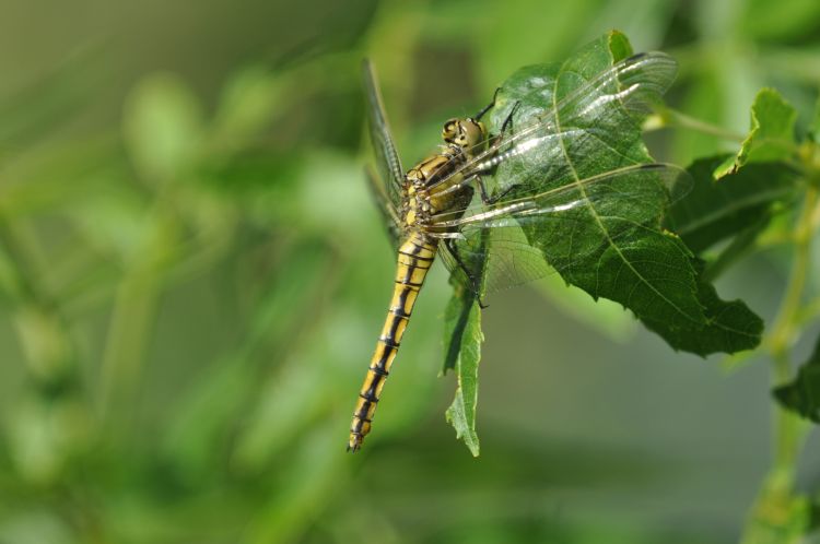 Wallpapers Animals Insects - Dragonflies Libellules