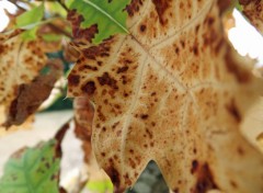  Nature A l'approche de l'automne