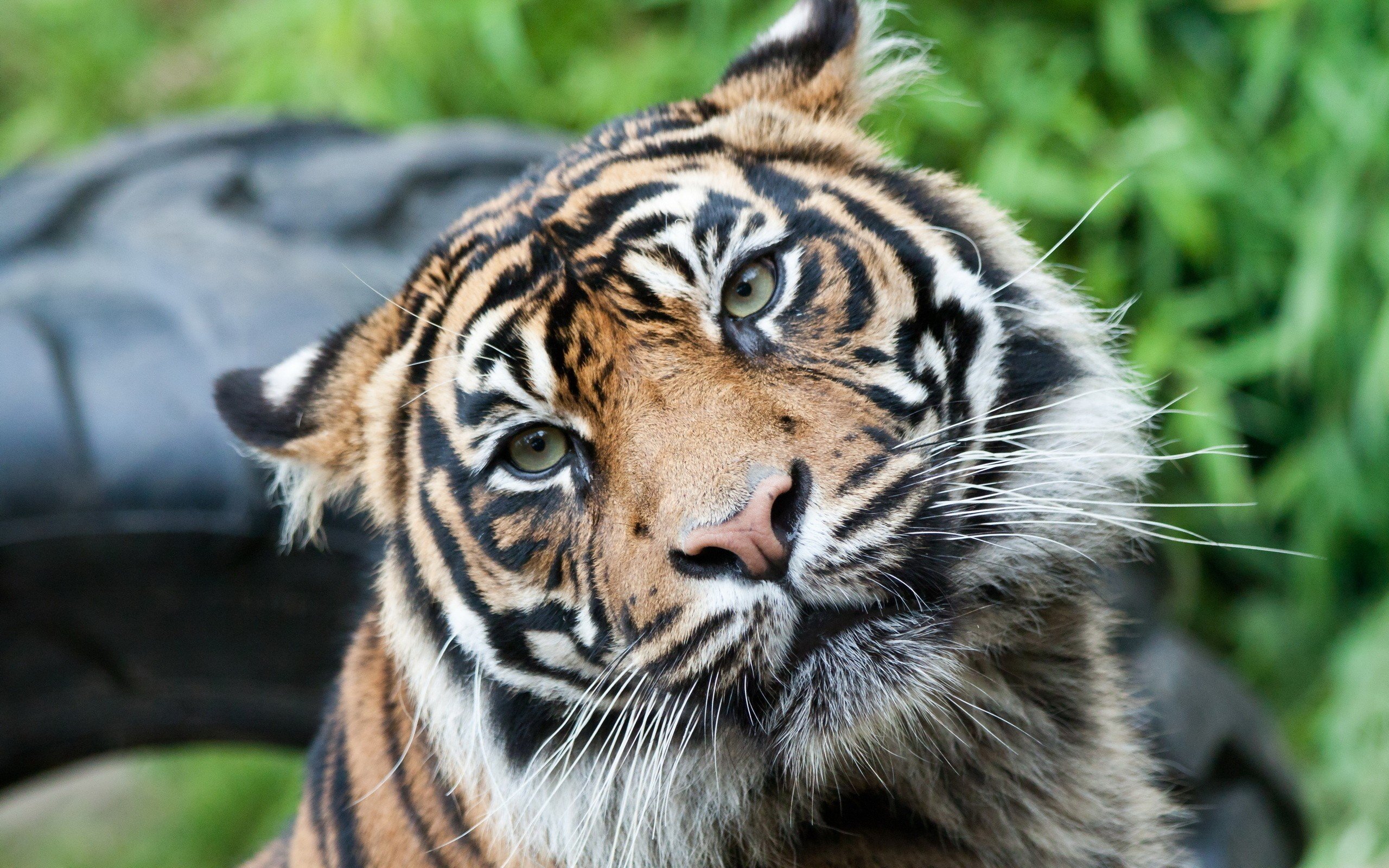 Wallpapers Animals Felines - Tigers 