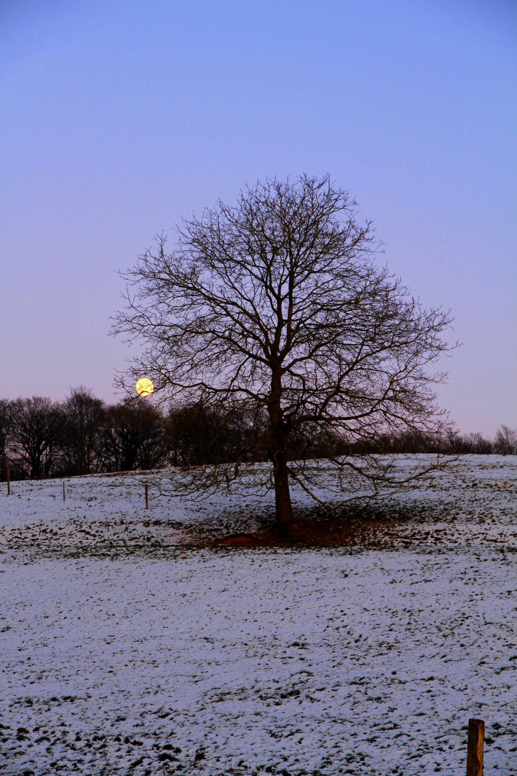 Fonds d'cran Nature Arbres - Forts 