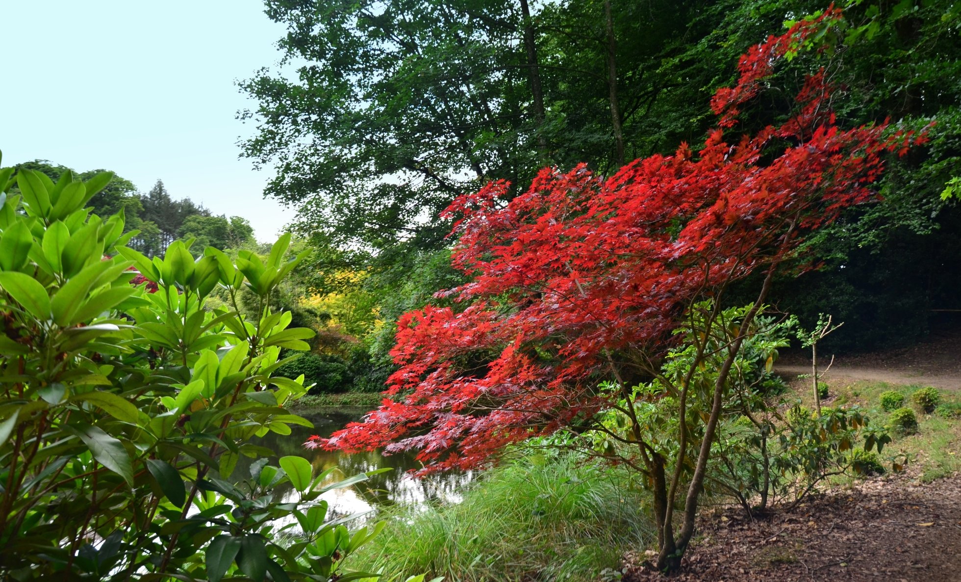 Fonds d'cran Nature Arbres - Forts 